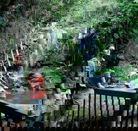 Curtis Falls track Tamborine National Park - Airlie Beach Holiday