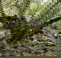 Mitchell River Walking Track - Airlie Beach Holiday