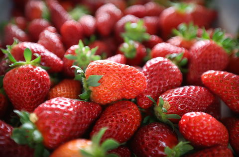 Ricardoes Tomatoes And Strawberries Farm, Port Macquarie - Airlie Beach Holiday 1
