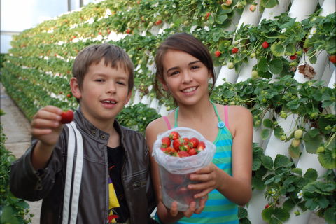 Ricardoes Tomatoes And Strawberries Farm, Port Macquarie - Airlie Beach Holiday 2