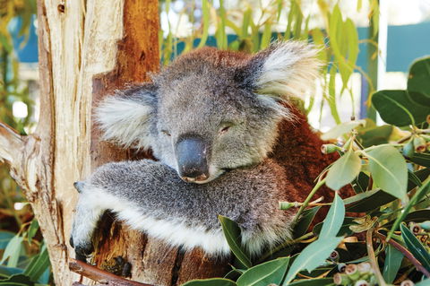 Animals And Family Fun - Airlie Beach Holiday 0