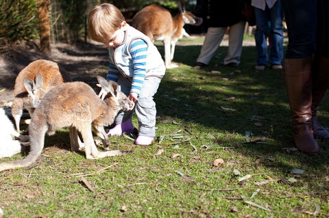 Animals And Family Fun - Airlie Beach Holiday 1
