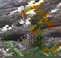 Dawn Atwell Nature Reserve