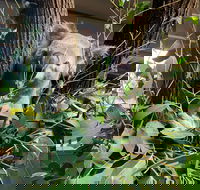 Macadamia Castle - Airlie Beach Holiday