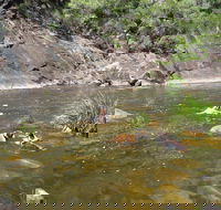 Mount Boss State Forest - Airlie Beach Holiday
