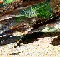 Platypus House - Airlie Beach Holiday