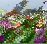 Smokin Heights Iris Display Garden - Airlie Beach Holiday