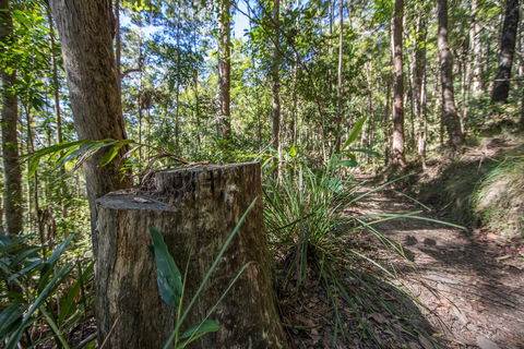 Thylogale Track - Airlie Beach Holiday 0