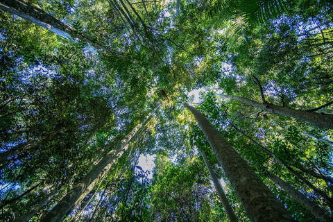 Thylogale Track - Airlie Beach Holiday 1