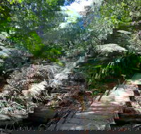 Wirrawilla Rainforest Walk - Airlie Beach Holiday