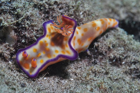 Curtin Artificial Reef Dive Site - Airlie Beach Holiday 0