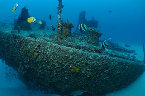 Curtin Artificial Reef Dive Site - Airlie Beach Holiday 1