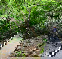 Rainforest Loop Walk Budderoo National Park - Airlie Beach Holiday