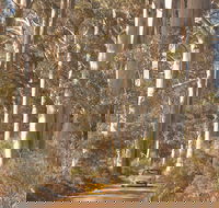 The Great Forest Trees Drive - Airlie Beach Holiday