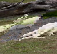 Yarra Valley Nocturnal Zoo - Airlie Beach Holiday