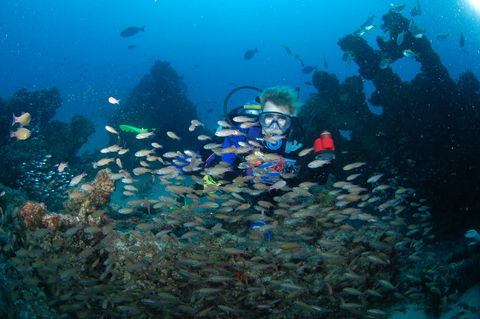 Aarhus Dive Site - Airlie Beach Holiday 0