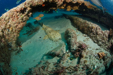Aarhus Dive Site - Airlie Beach Holiday 2