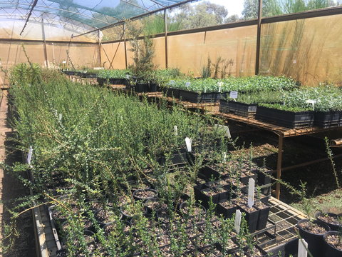 Euroa Arboretum - Airlie Beach Holiday 1