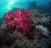 Luncheon Bay Dive Site - Airlie Beach Holiday