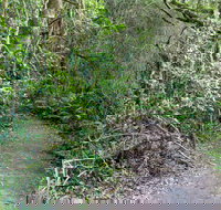 Rainforest Walking Track Roberston Nature Reserve - Airlie Beach Holiday