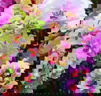 Tinonee Orchid Nursery - Airlie Beach Holiday