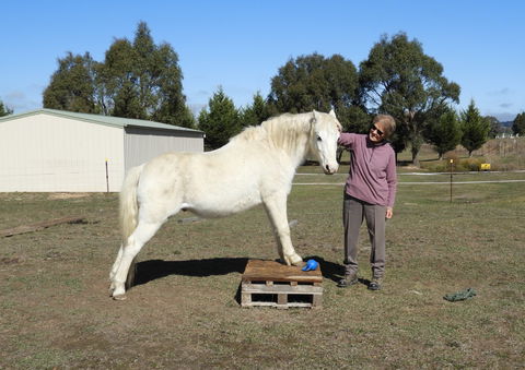 Horses Teaching Humans - Airlie Beach Holiday 1