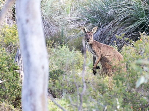 Kaiserstuhl Conservation Park - Airlie Beach Holiday 0