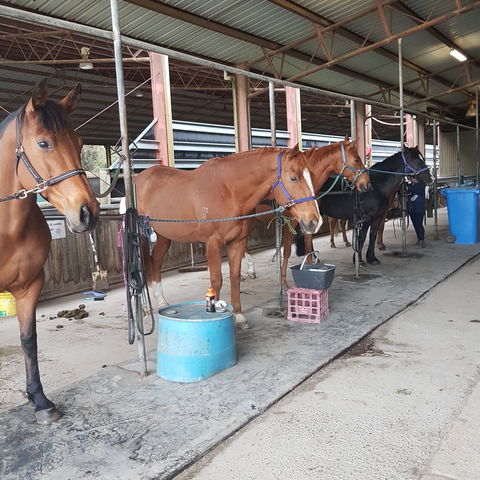 The Equine Club - Airlie Beach Holiday 0