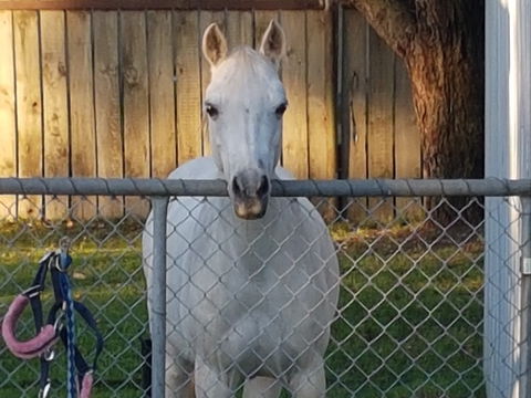 The Equine Club - Airlie Beach Holiday 2