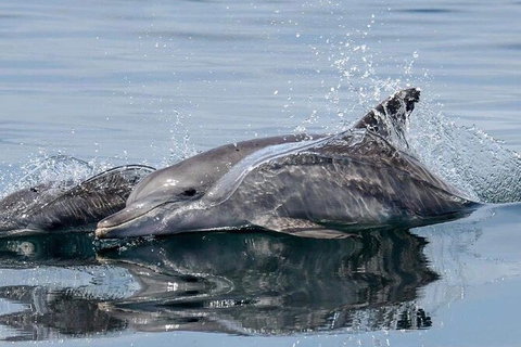 Julian Rocks Byron Bay Cruise - Airlie Beach Holiday 1