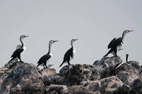 Julian Rocks Byron Bay Cruise - Airlie Beach Holiday 10