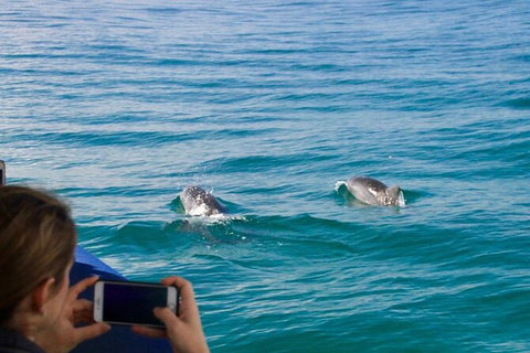 Julian Rocks Byron Bay Cruise - Airlie Beach Holiday 9