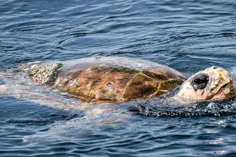 Julian Rocks Byron Bay Cruise - Airlie Beach Holiday 16