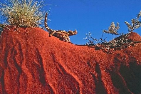 Alice Springs, Uluru Ayers Rock & Kings Canyon 8 Days Touring Package - Airlie Beach Holiday 4