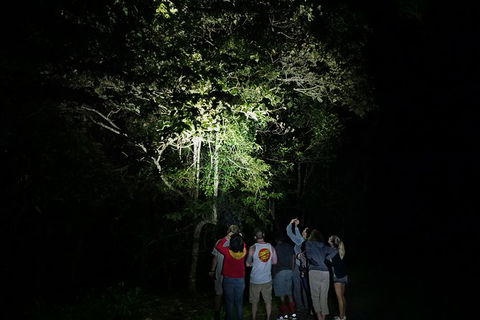 Atherton Tablelands Rain Forest By Night From Cairns - Airlie Beach Holiday 9