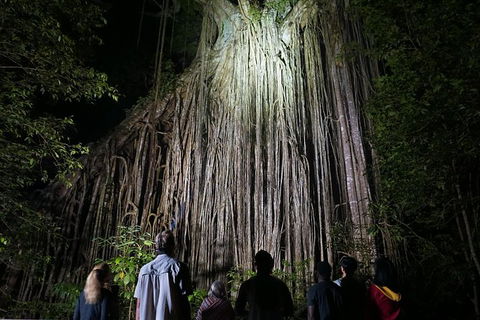 Atherton Tablelands Rain Forest By Night From Cairns - Airlie Beach Holiday 3