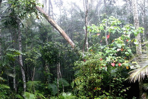Atherton Tablelands Rain Forest By Night From Cairns - Airlie Beach Holiday 4