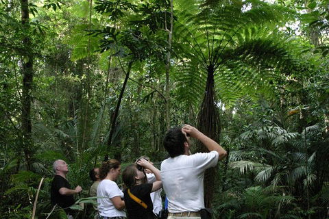 Atherton Tablelands Rain Forest By Night From Cairns - Airlie Beach Holiday 6