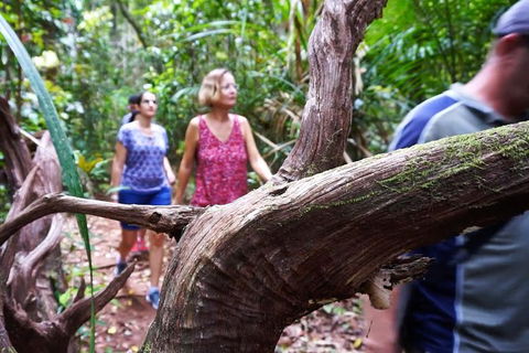 Atherton Tablelands Rain Forest By Night From Cairns - Airlie Beach Holiday 8