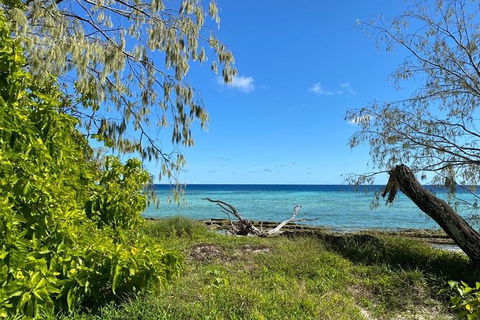 Lady Musgrave Day Trip From Bundaberg Including Snorkeling, Glass Bottom Tour And Guided Island Walk - Airlie Beach Holiday 6