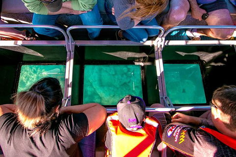 Airlie Beach Glass Bottom Boat Tour - Airlie Beach Holiday 4