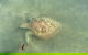 Kayak Turtle Tour From Palm Cove - thumb 32