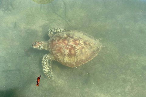 Kayak Turtle Tour From Palm Cove - Airlie Beach Holiday 32
