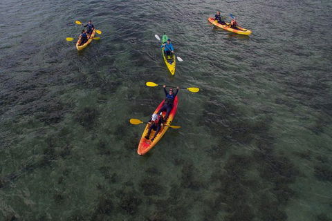 Kayak Turtle Tour From Palm Cove - Airlie Beach Holiday 35