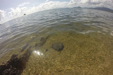 Kayak Turtle Tour From Palm Cove - Airlie Beach Holiday 19