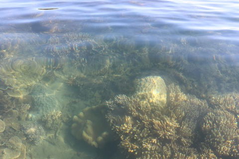 Kayak Turtle Tour From Palm Cove - Airlie Beach Holiday 38