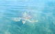 Kayak Turtle Tour From Palm Cove - thumb 40