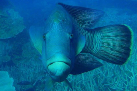 Great Barrier Reef Luxury Expedition Cruise Cabin Booking 7 Days 6 Night - Airlie Beach Holiday 3