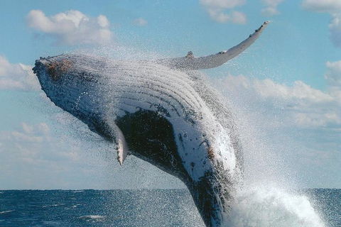 Great Barrier Reef Luxury Expedition Cruise Cabin Booking 7 Days 6 Night - Airlie Beach Holiday 7