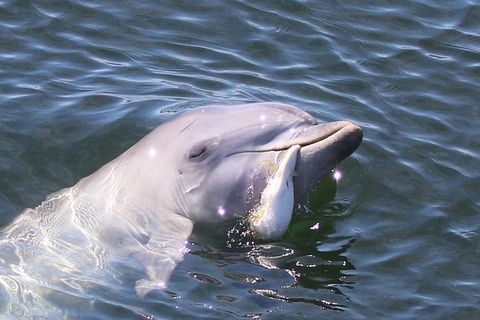 Kayak Tour In Adelaide Dolphin Sanctuary - Airlie Beach Holiday 6